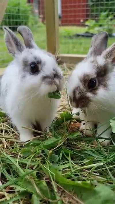 Since it seemed like you guys enjoyed when I shared a video of Hans yesterday, here he is again with his sister Leia.