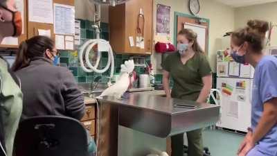 Cockatoo dances with Vet Hostpital Staff