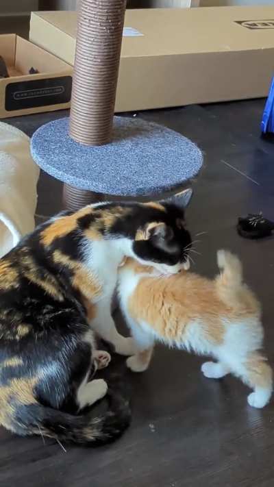 Skippy doesn't know he grew up. He thinks he's still a baby.