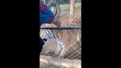 reaching into a tigers cage