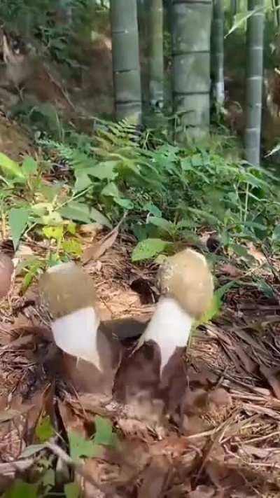 🔥 Nature at its best