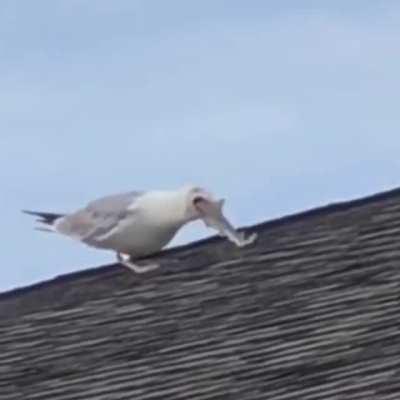 Seagull swallows a whole baby shark