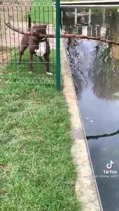 Mission impoochable!