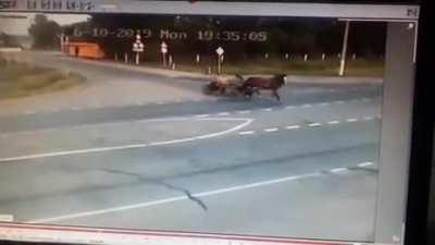 Car crashes into a horse cart, leaving two people dead.