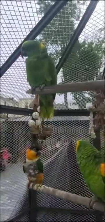 All my beautiful birds!