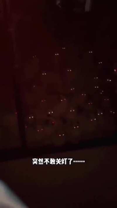 Cute cats to nightmare on a flick of switch