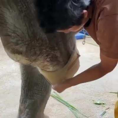 This hero made a prosthetic leg for this elephant 🐘