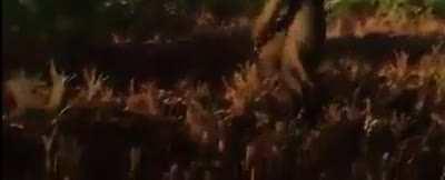 NFTs removed from STALKER 2