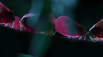 В мире животных