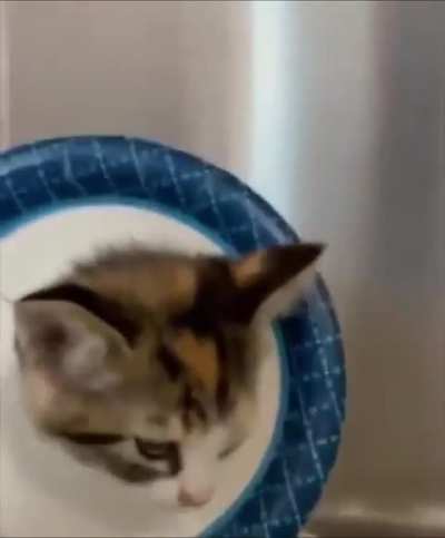 I'm just putting a new collar on her