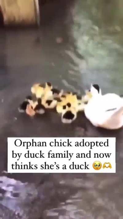 Family Of Ducks Raises A Chicken As One Of Their Own