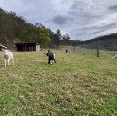 Lizzie is proving that pigs aren't the only flying animals at Where Pigs Fly Farm Sanctuary!