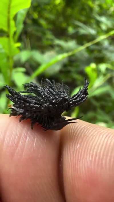 A tortoise beetle larva carrying a defensive shield made from its own waste and shed skins.