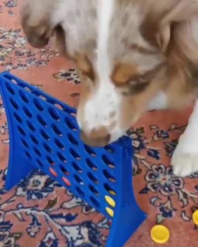 Doggo playing connect four