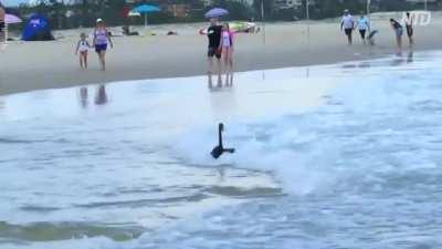 Geese Surfing