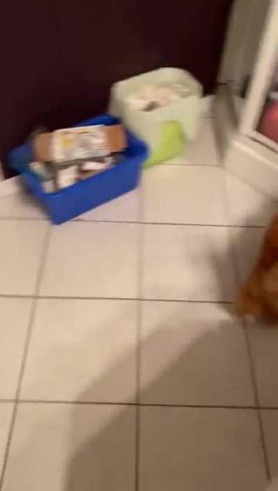 Would you expect an orange boi to do adequate catculations?