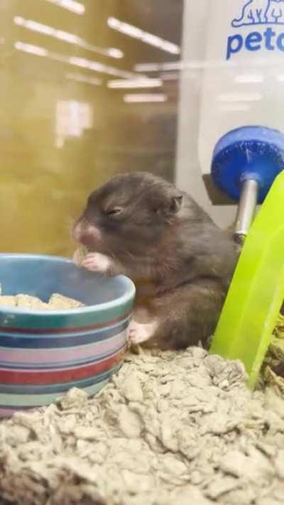 I saw this little guy at a pet store. Never been a hamster owner in my life but he stole my heart from the moment I saw him. Meet Chompski <3