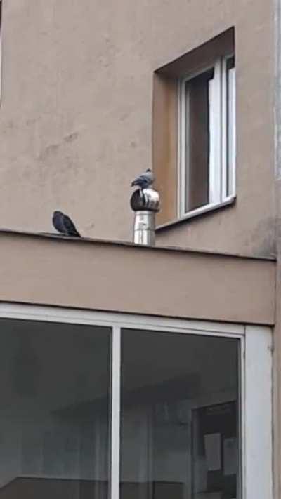 Found this pigeon while coming back from work