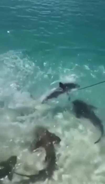 The definition of a gif that ends too soon