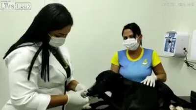Stray dog walks into a veterinary clinic in Brazil. He was treated for a cancerous tumor.