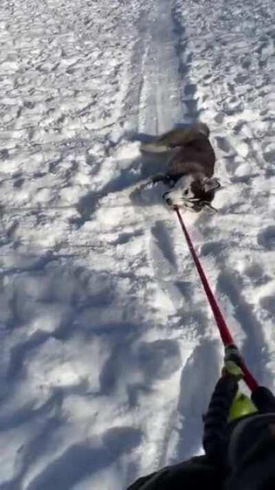 Doggo is sick of pulling people through snow. Decides it's his turn