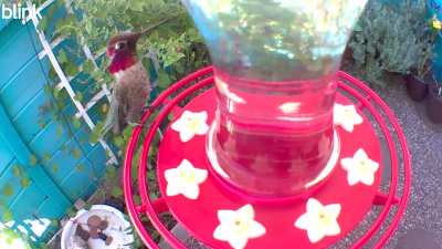 Beautiful male Anna’s