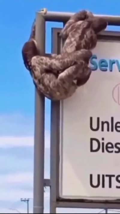 Bir KGB aslanını amacına ulaşmış 