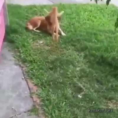 Ridley Scott's Alien (1979)