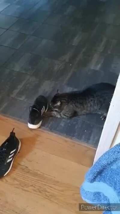 It's cold and snowy outside so he'll settle with hunting shoes