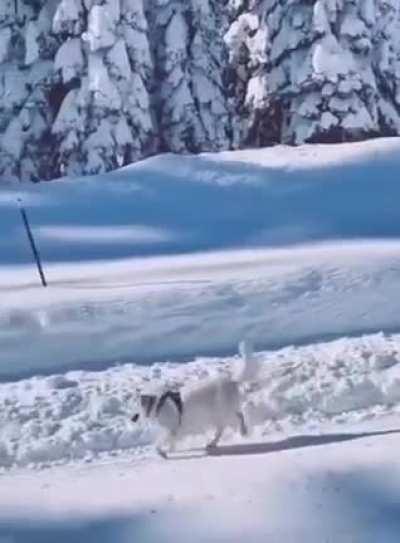 (165) In The Mood- Glenn Miller Band/Happy dog in the snow