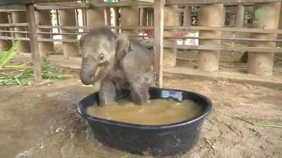 Baby elephant falling out of bathtub