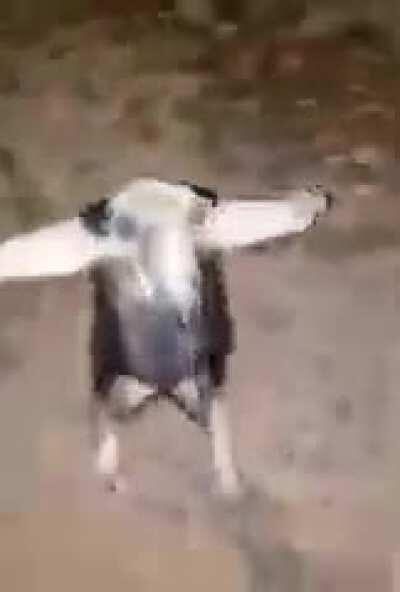 Asserting dominance!