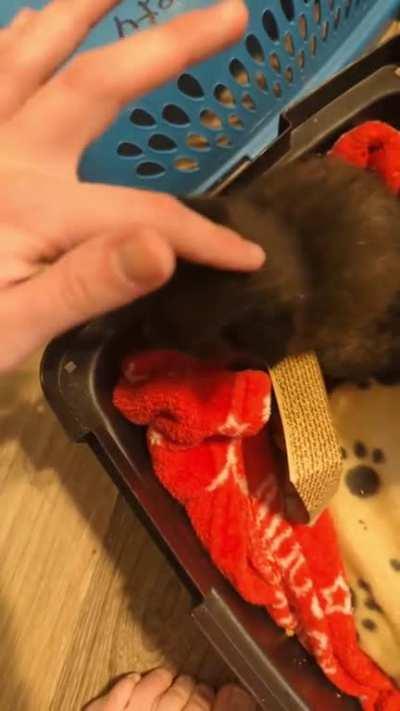 OC - my new fosters they're 4 weeks old and half a pound each 