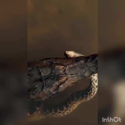 Caiman crunches up a yellow anaconda. They are much smaller than the green anaconda, rarely reaching 4 meters (13ft). InShot used to get rid of ridiculous music