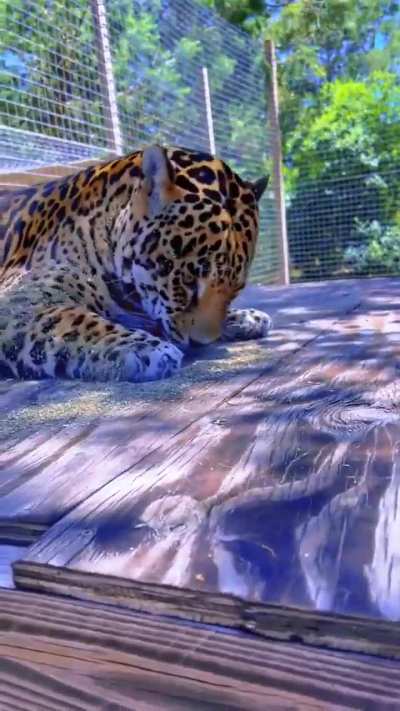 Big catnip for big cat