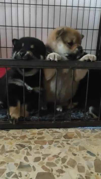 Learning the shiba’s scream - 4 weeks old