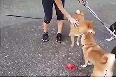 We'd all be better off if we fought our fights with our butts.