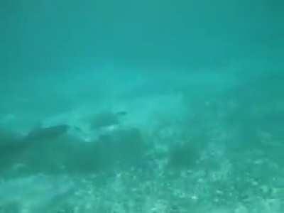 Just a fishing swimming in the water