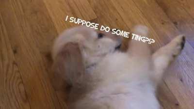 Puppy still learning how to dog