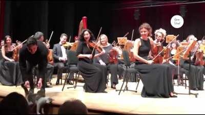 Uninvited audience during a classical music concert in Istanbul.