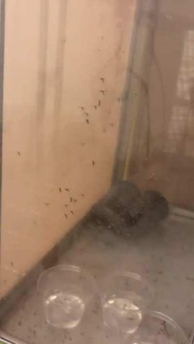 Using my hand to demonstrate how mosquitoes use heat to track prey