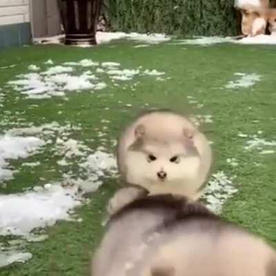 Winter waddlewoofs are the floofiest breed