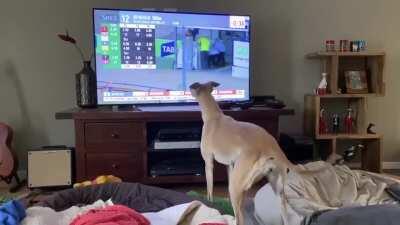 Retired Greyhound Missing Her Old Job