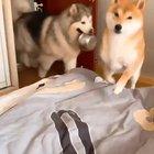 “Good morning, now plz feed me”