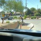 What did that tree do to you?