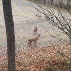 Deer is a little bit territorial