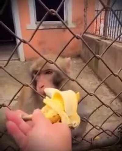 Muca recebendo donate durante o filme