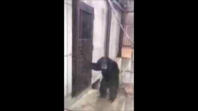 Monke knocks on door