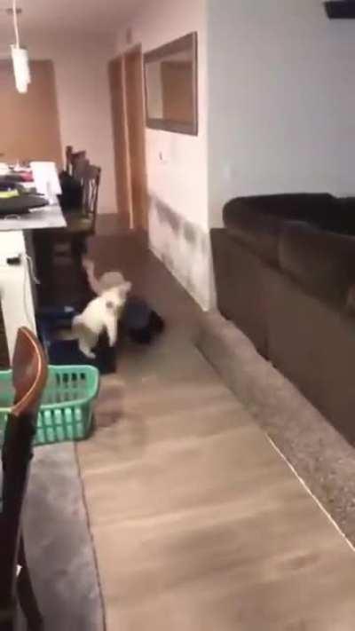 keep psycho cat away from small children please