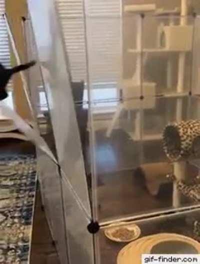 HAH! No cage can hold me! - Kitter